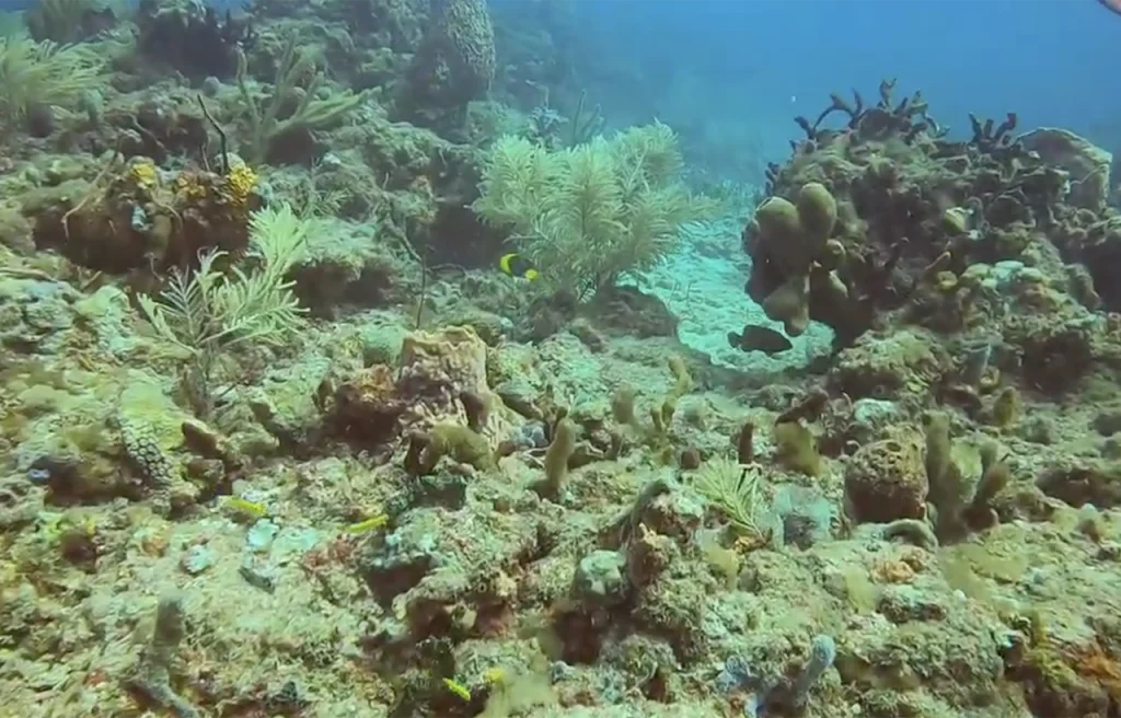 Lighthouse Ledge Pompano Beach