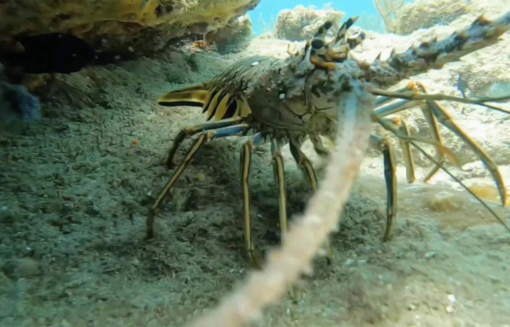 Lobster Ledge Florida