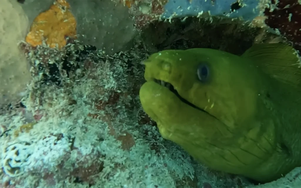 Lobster Ledge Fort Lauderdale