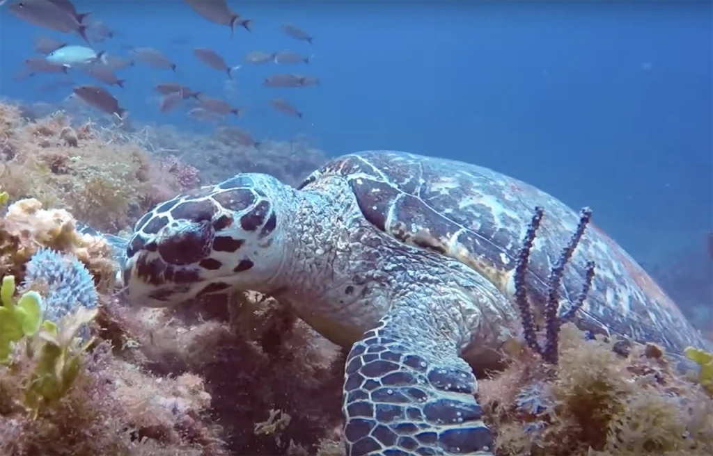 Loggerhead Reef