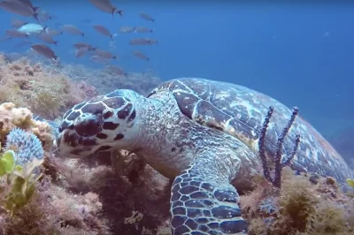 Diving Loggerhead Reef Jupiter: Top Guide & Tips