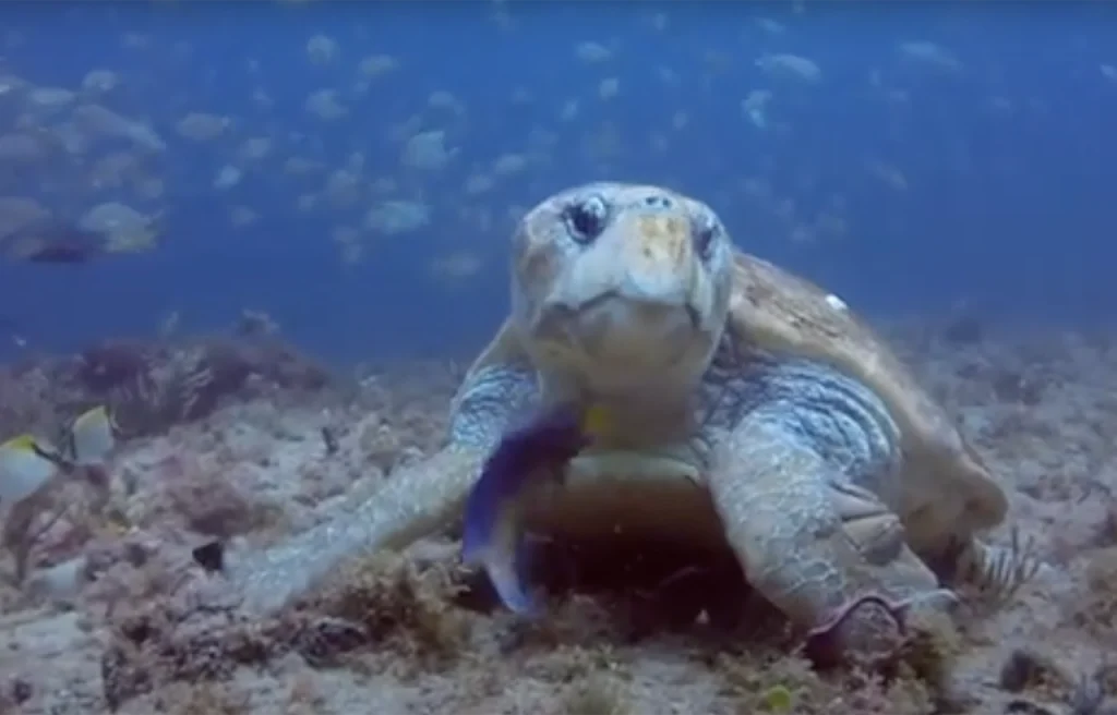 Loggerhead Reef Florida