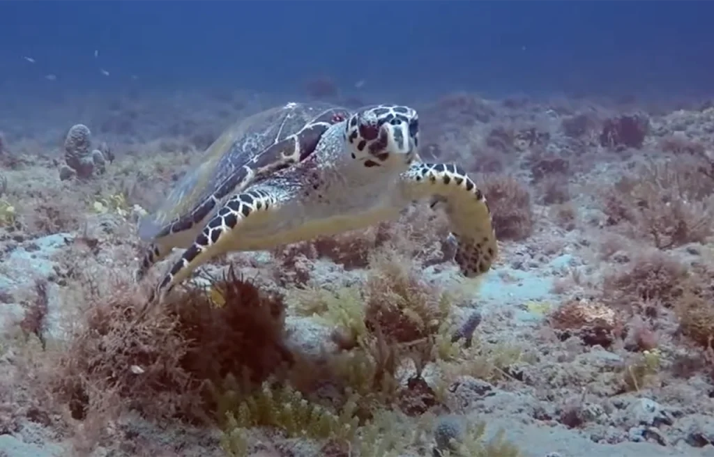 Loggerhead Reef Jupiter