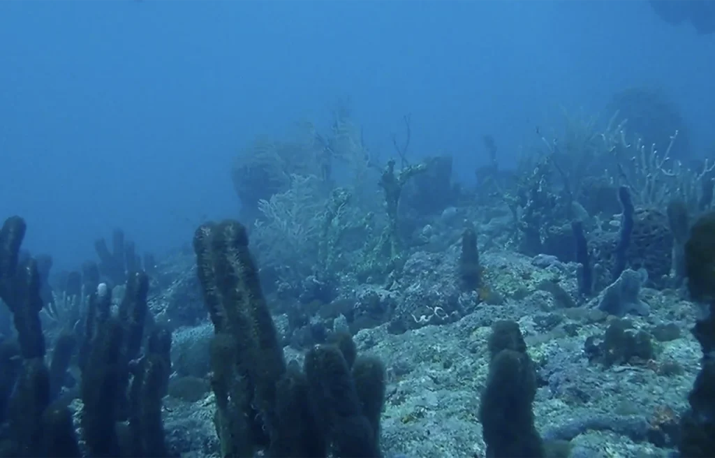 Mark's Ledge Florida