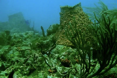 Mark’s Ledge Pompano Beach: First-Rate Dive Guide & Tips