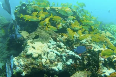 Nolan’s Ledge Pompano Beach: Best Dive Guide & Tips