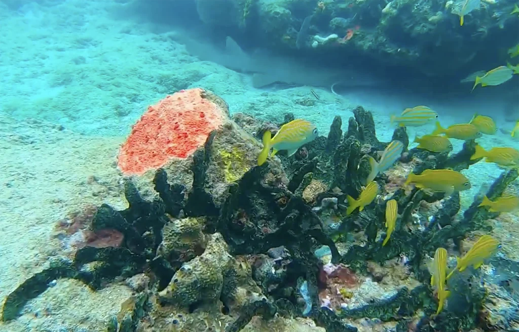 Nolan's Ledge Pompano Beach