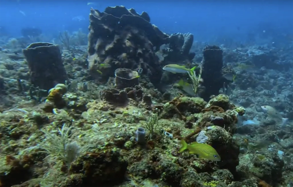 North and South Turtle Mounds Florida