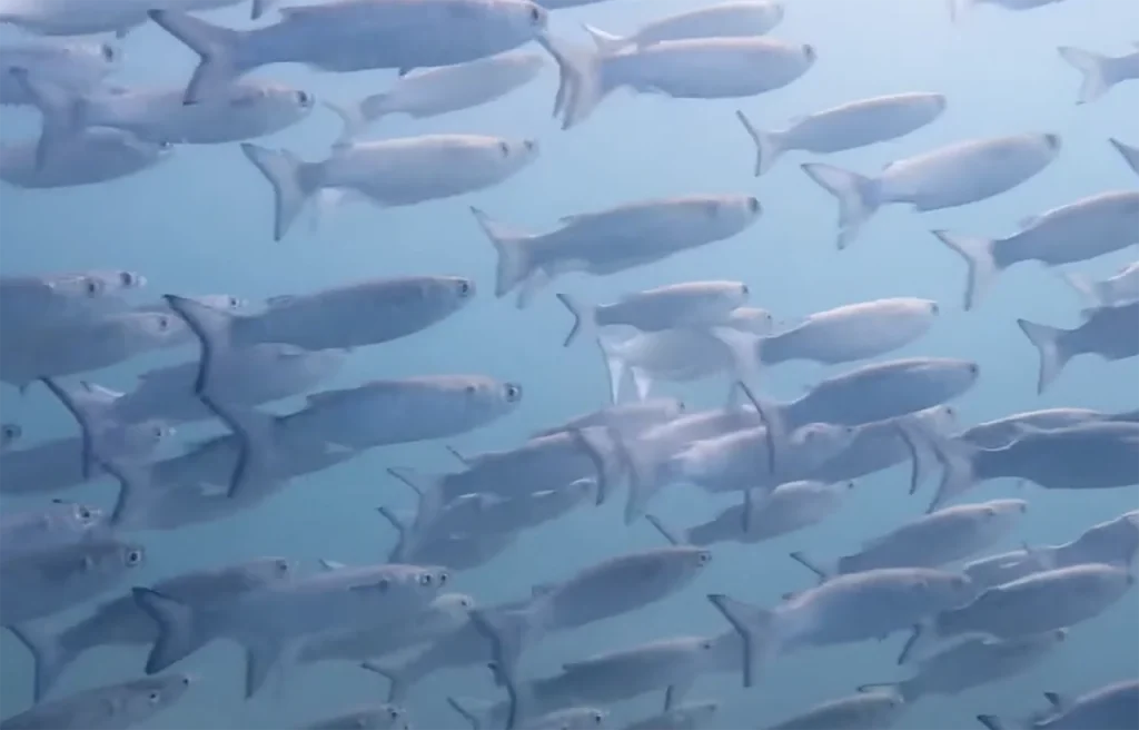 Nursery Reef Florida