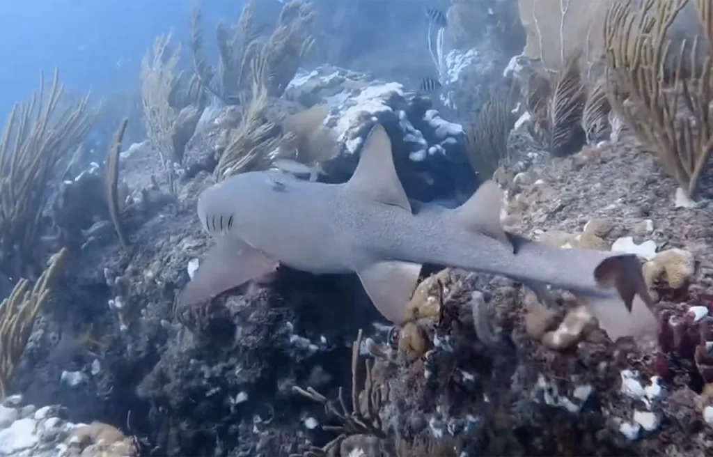 Nursery Reef Pompano Beach