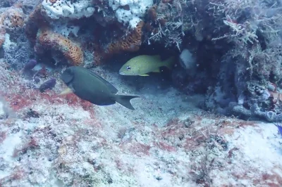 Diving Paul’s Reef Boynton Beach: Top Guide  & Tips