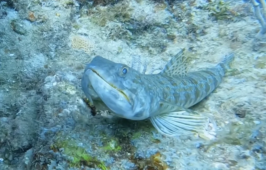 Pompano Dropoff Florida