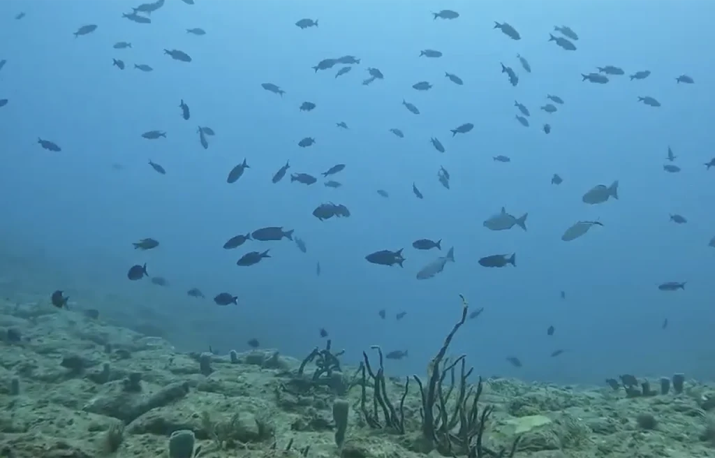 Pompano Trench