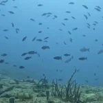 Pompano Trench