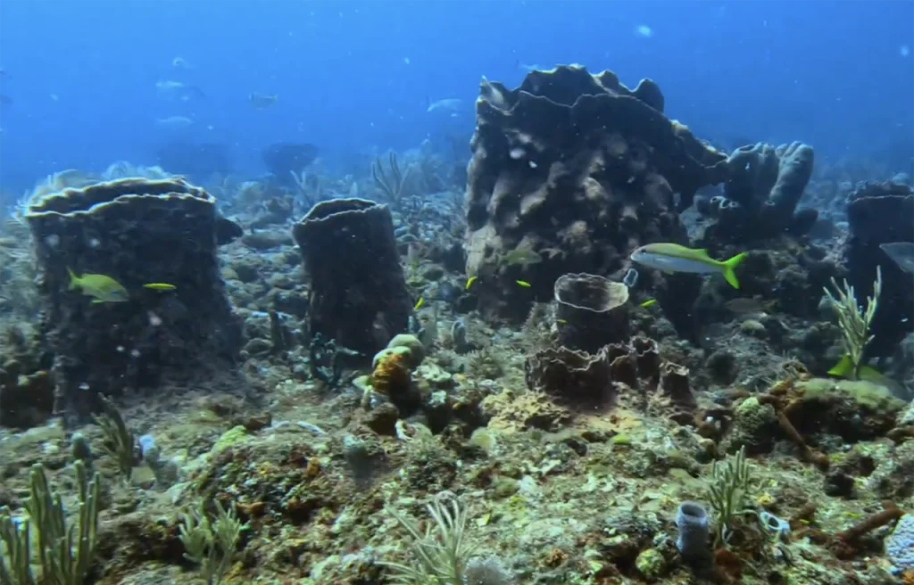 Rags Reef