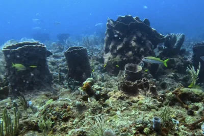 Dive Rags Reef Boynton Beach: Top Guide & Tips