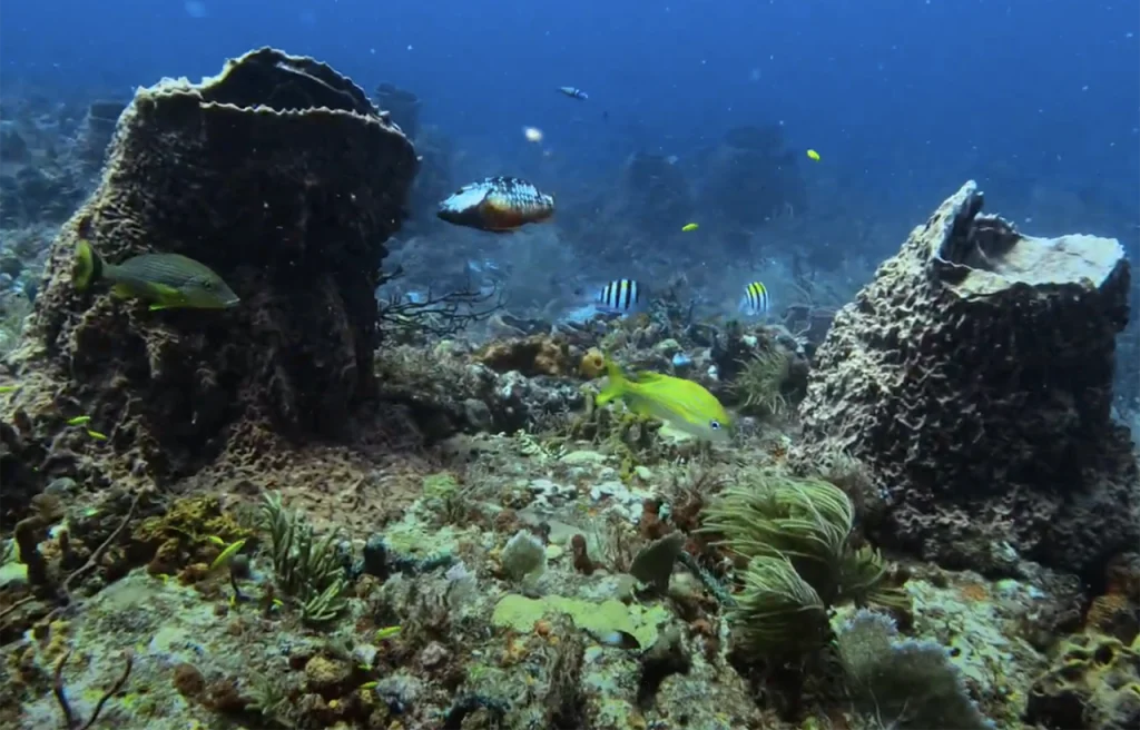 Rags Reef Florida