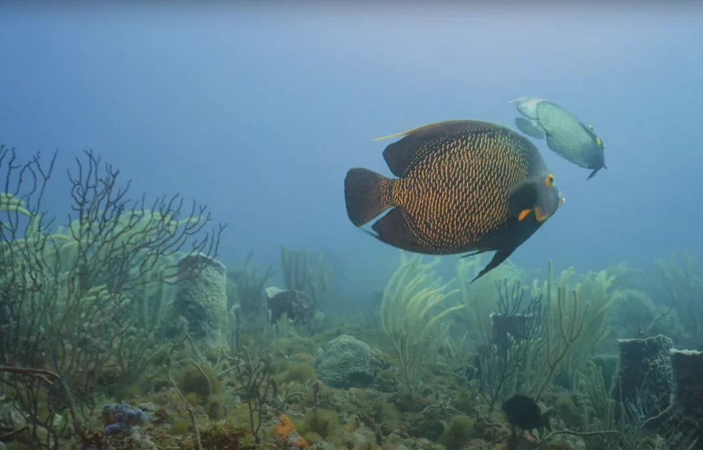 Sea Ranch Reef