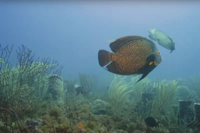 Sea Ranch Reef Pompano Beach: Dive Guide & Tips