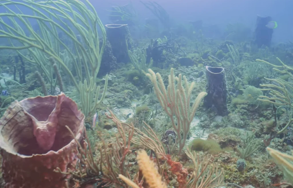 Sea Ranch Reef Florida