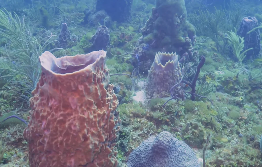 Sea Ranch Reef Pompano Beach