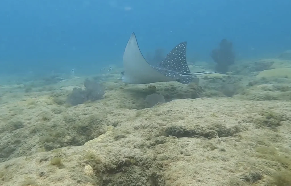 Seahorse Reef