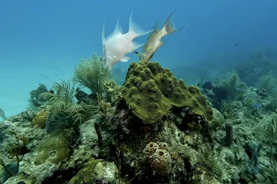 Separated Rocks Pompano Beach: Ultimate Dive Guide & Tips