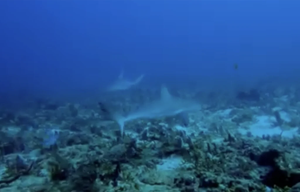 Shark Canyon Florida