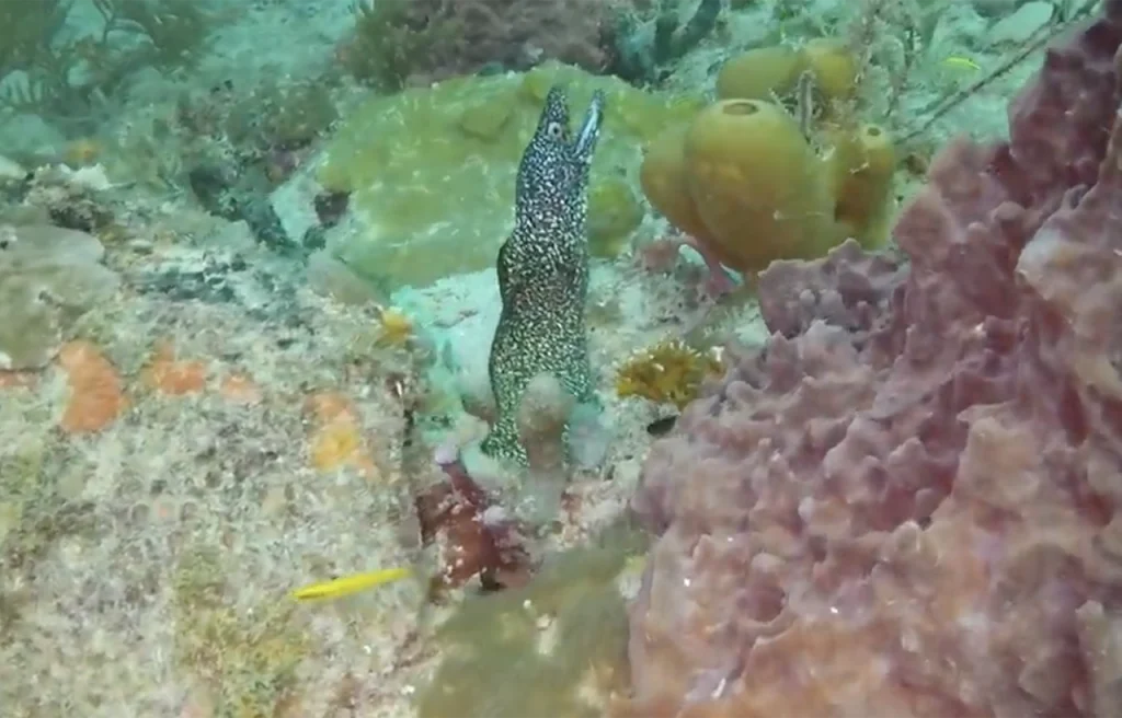 Shark Ledge Florida