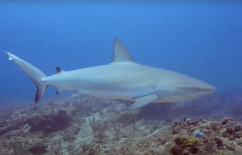 Spadefish Point