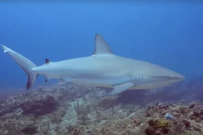 Diving Spadefish Point Jupiter Florida: Best Guide & Tips