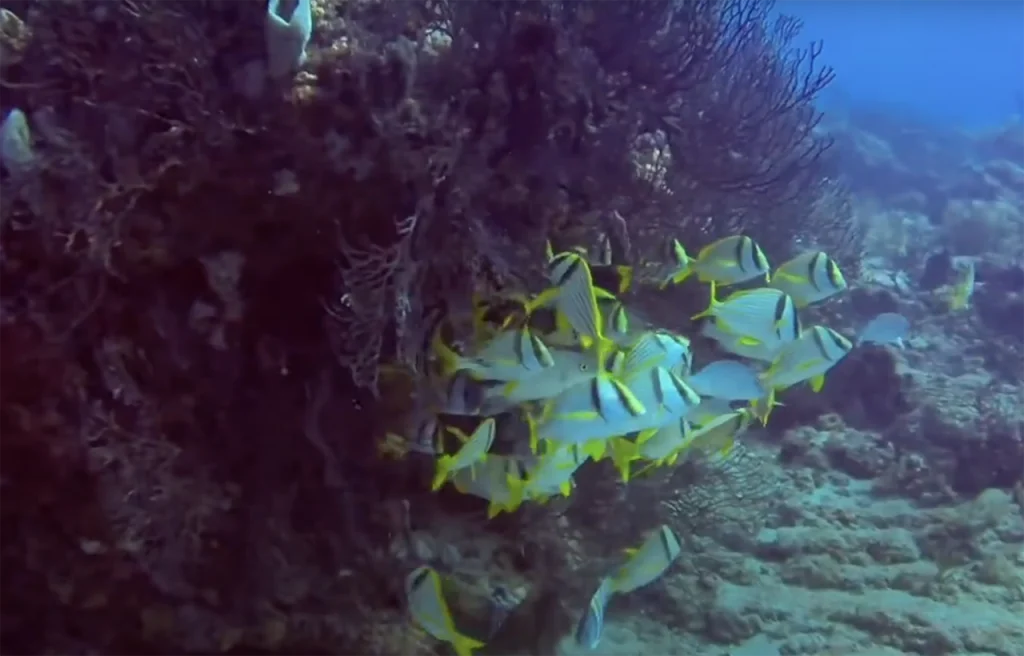 Spadefish Point Jupiter