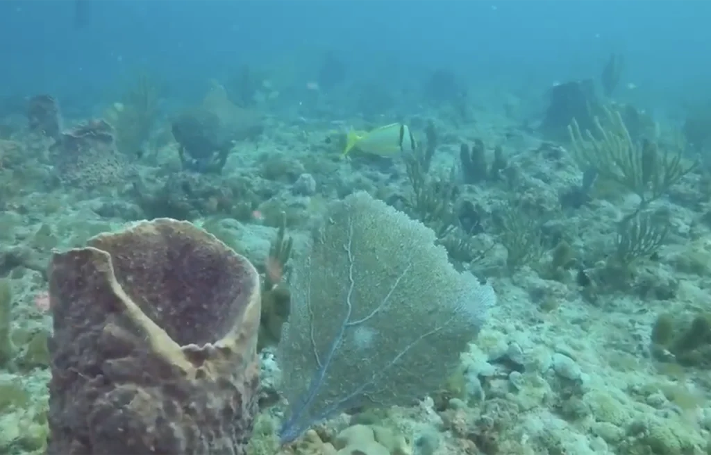 Spotfin Reef Florida