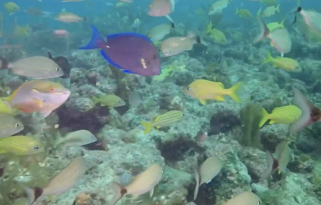 Spotfin Reef Pompano Beach