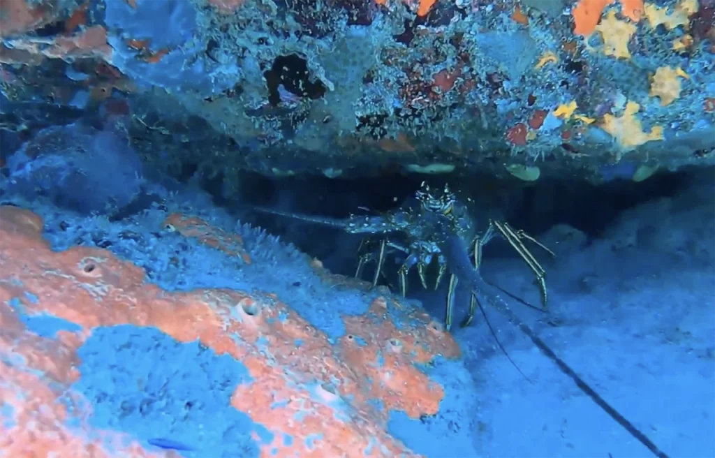 Steve's Twin Ledges Florida