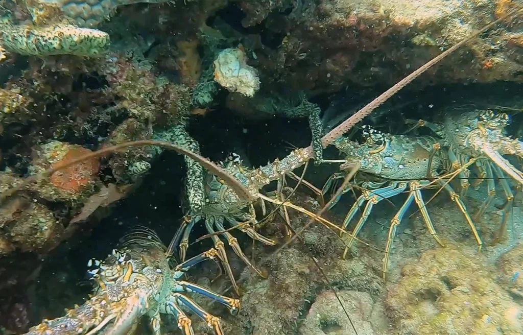 Steve's Twin Ledges Pompano Beach