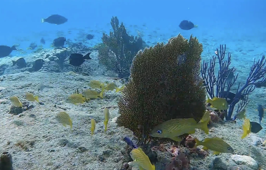 Suzzane's Ledge Pompano Beach