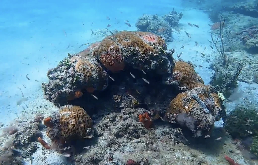 Touchdown Reef Florida