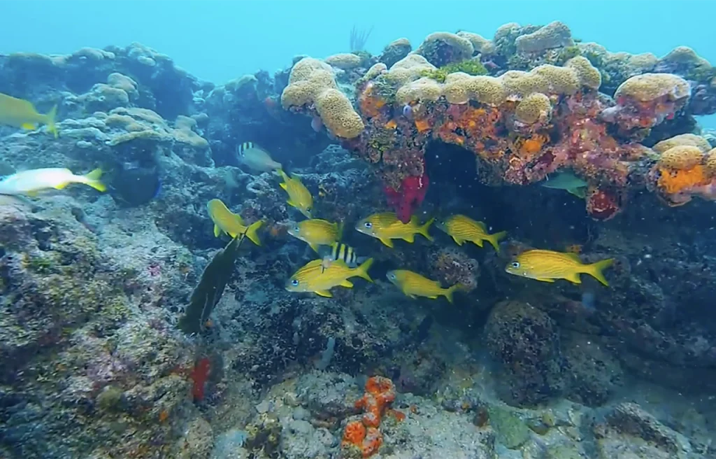 Turtle Beach Reef Florida