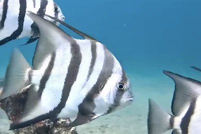 Worth Avenue Pier Debris Palm Beach: Dive Guide & Tips